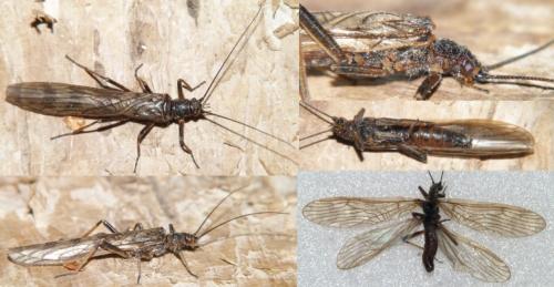 Réf. 246 742 : Brachyptera sp.